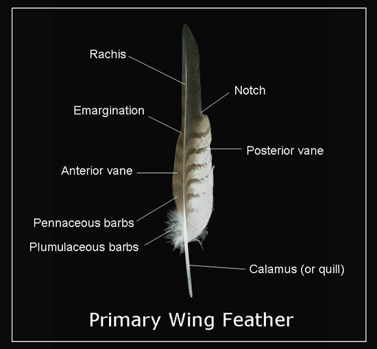 Annonated Feather