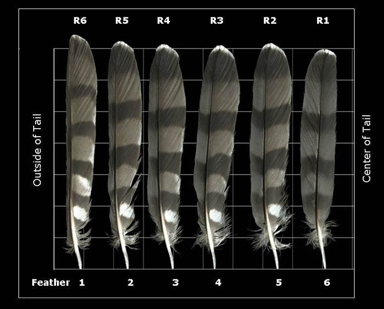 Feather Identification Chart