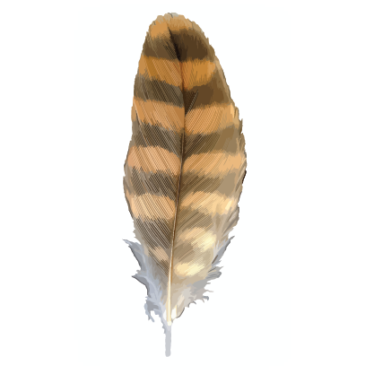 The Feather Atlas - Feather Identification and Scans - U.S. Fish and  Wildlife Service Forensics Laboratory