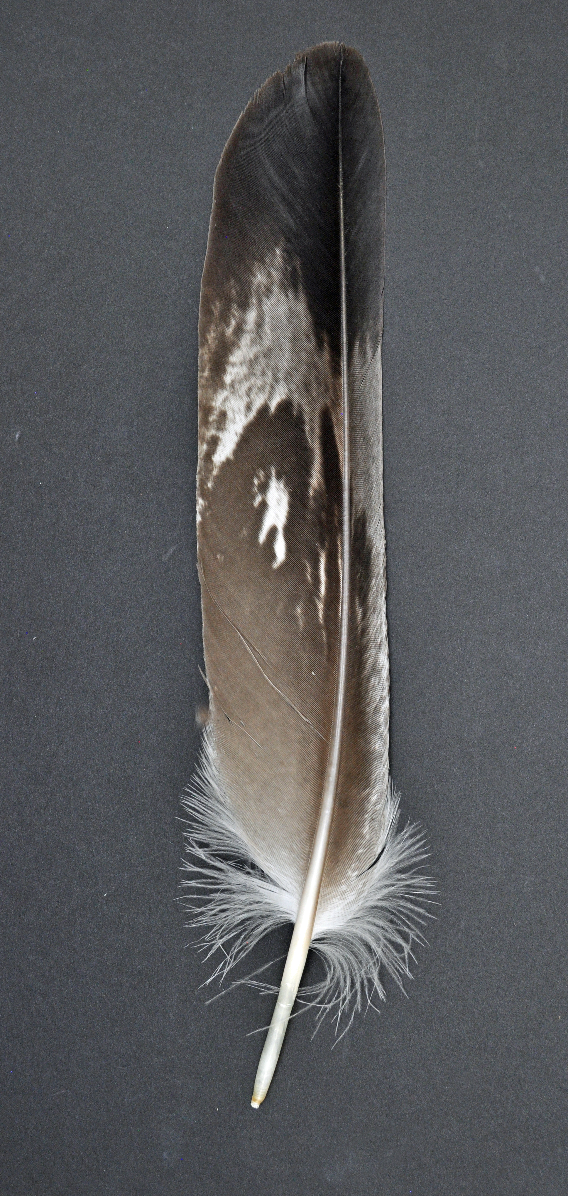 How to identify bird feathers - Discover Wildlife