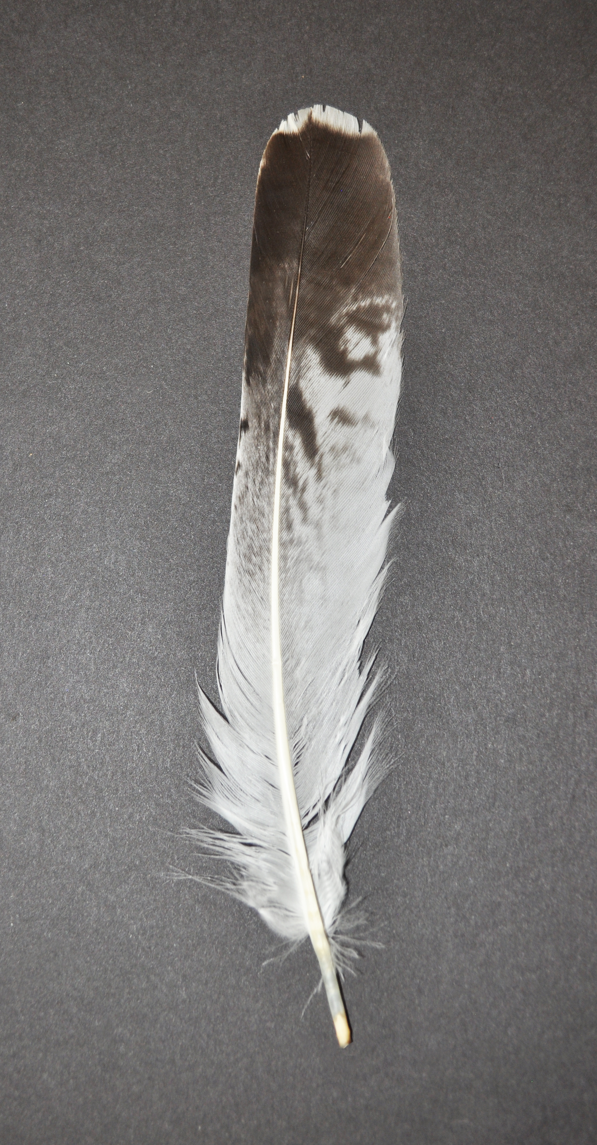 Brown and Black Feathers with White Tips, 5-6 inches, 2 per bag - #4-6