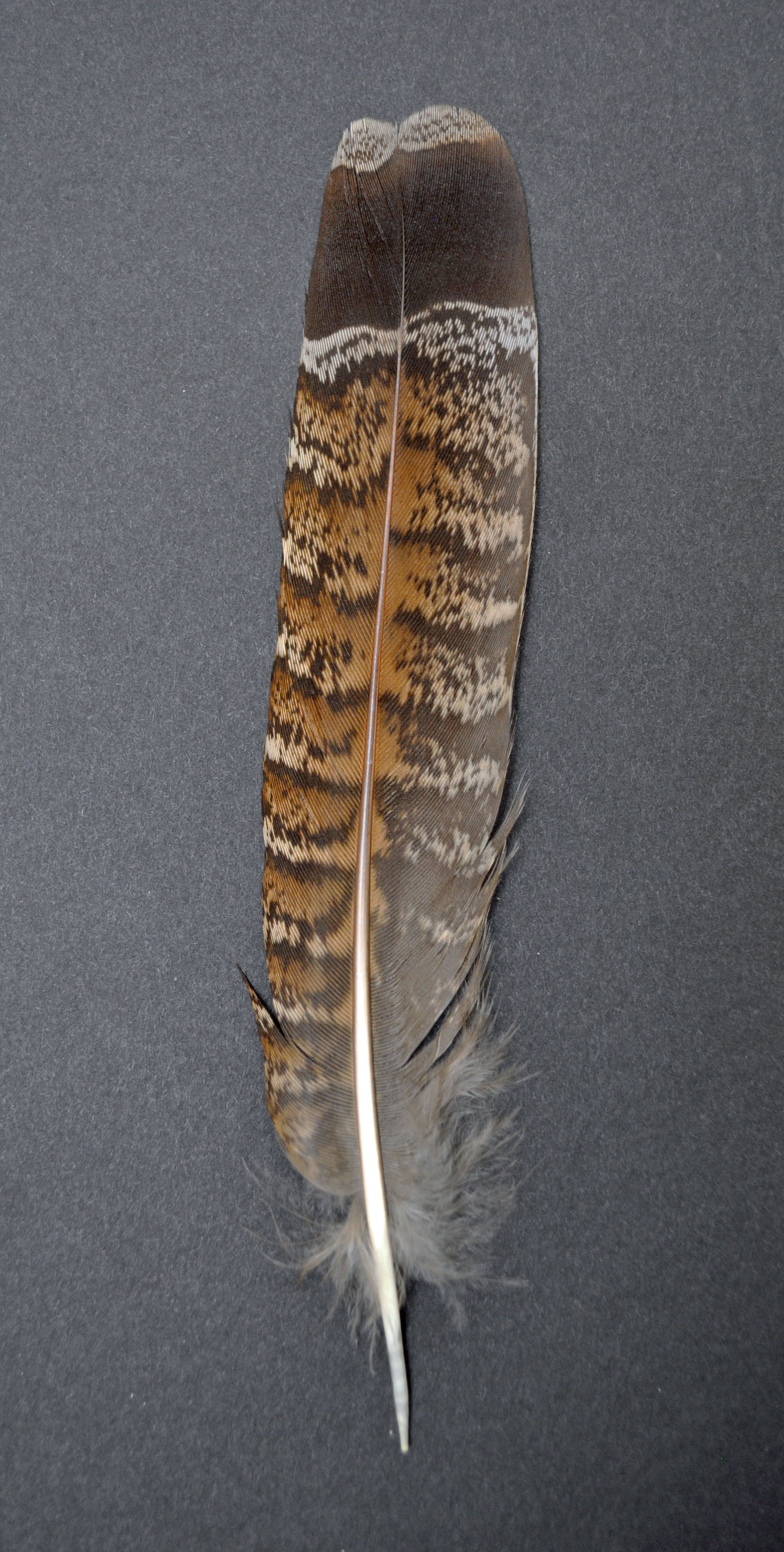 How to identify bird feathers - Discover Wildlife