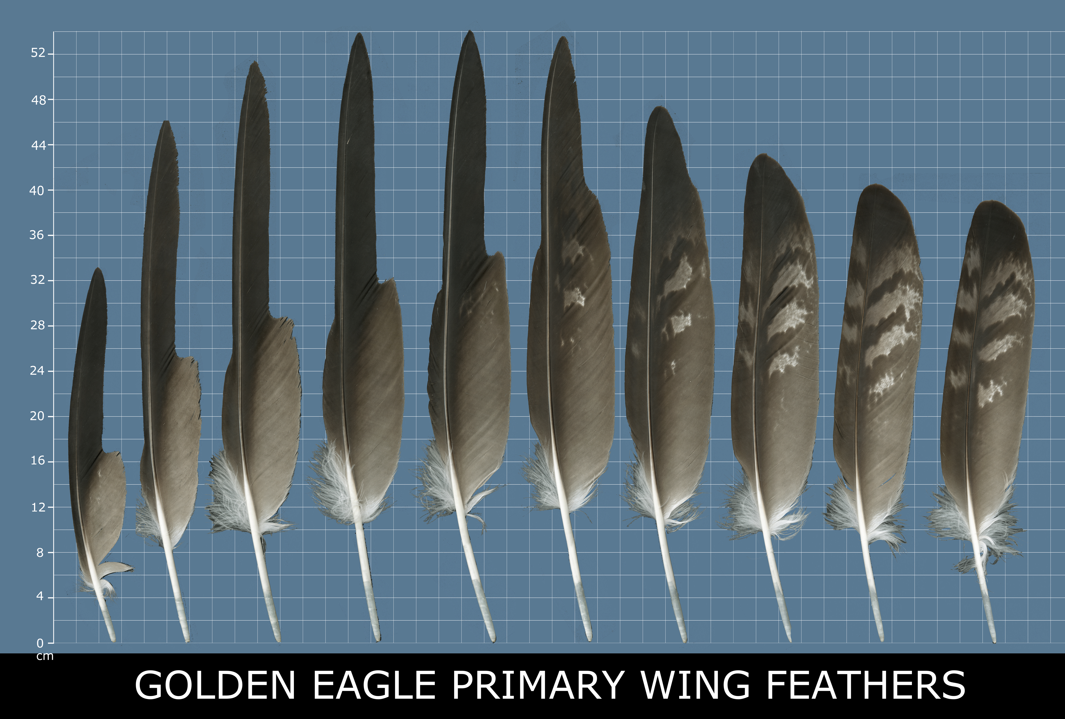 Primary Wing Feathers