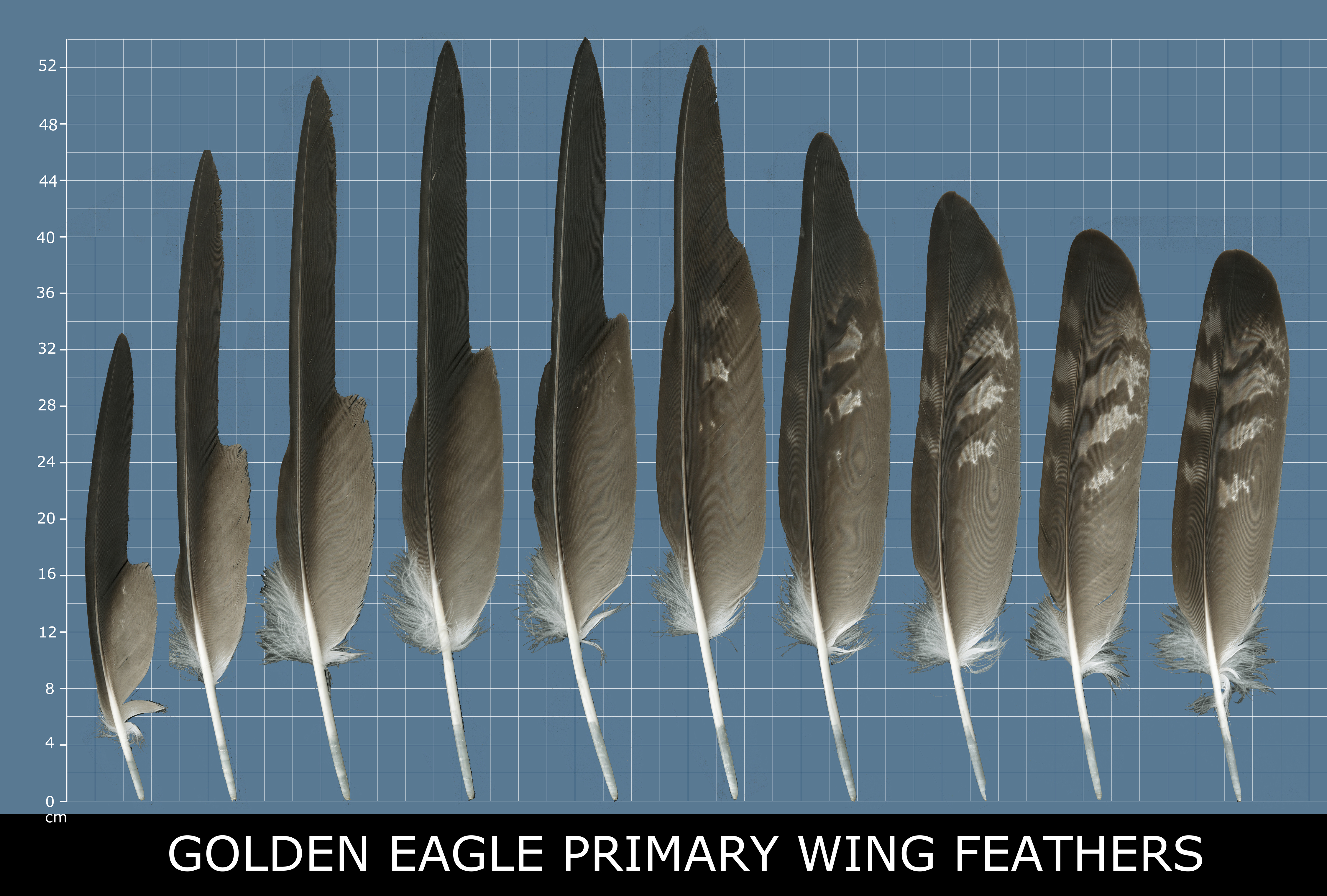 The Feather Atlas Feather Identification And Scans U S Fish And Wildlife Service Forensics Laboratory