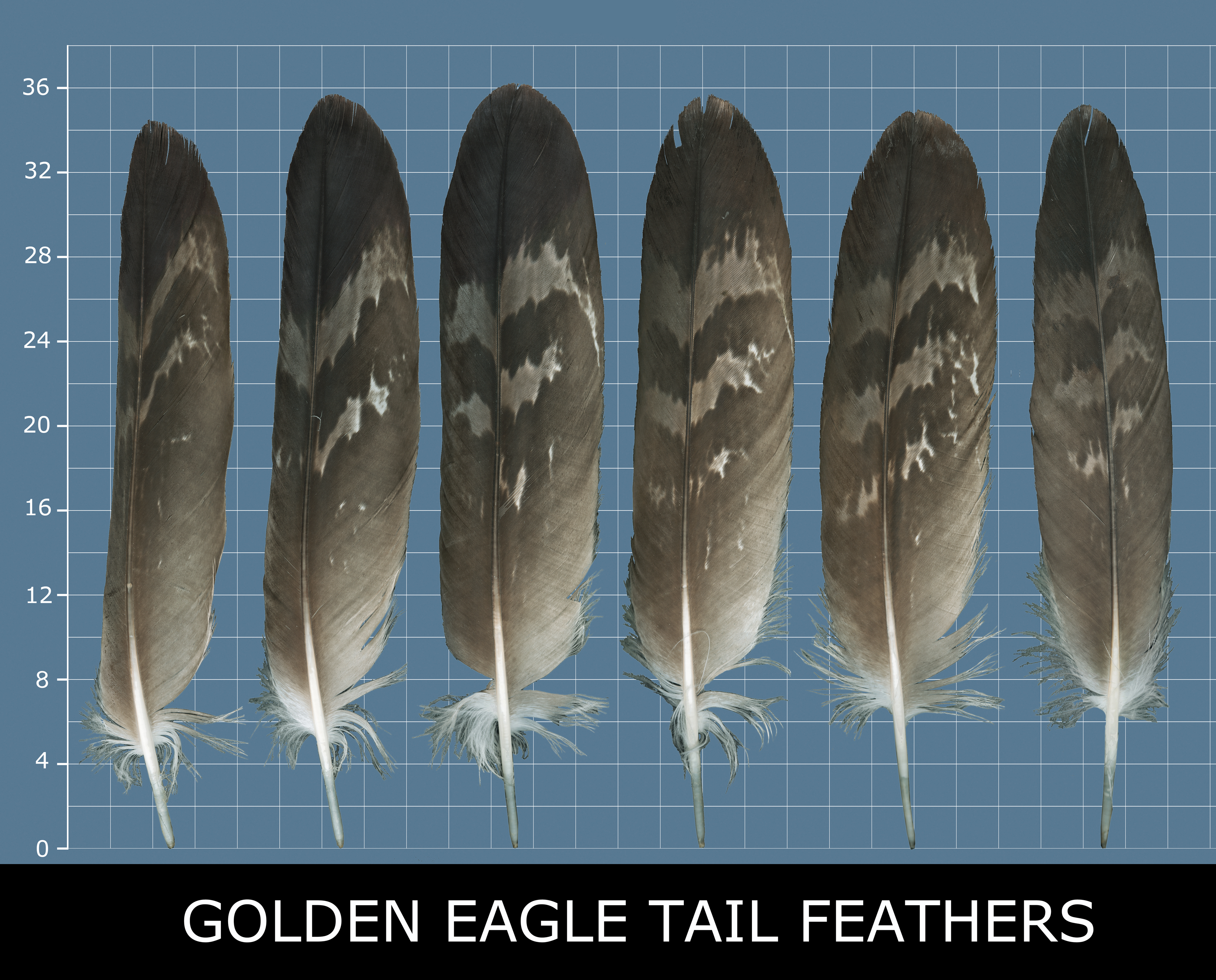 Tail Feathers