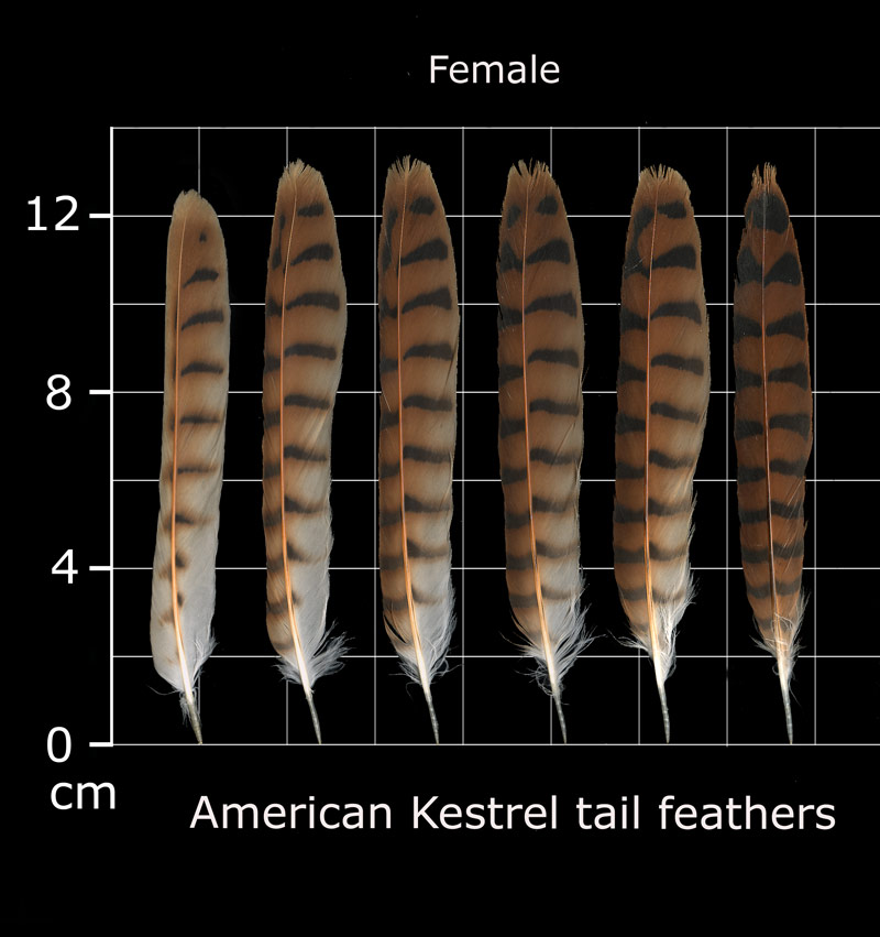 The Feather Atlas Feather Identification and Scans U.S. Fish and