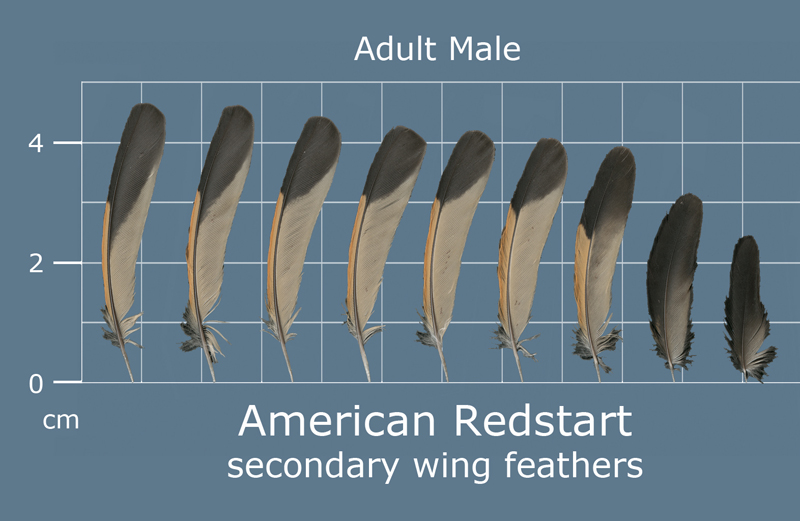 Feather Scan The Feather Atlas - Feather Identification and Scans - U.S. Fish and ...