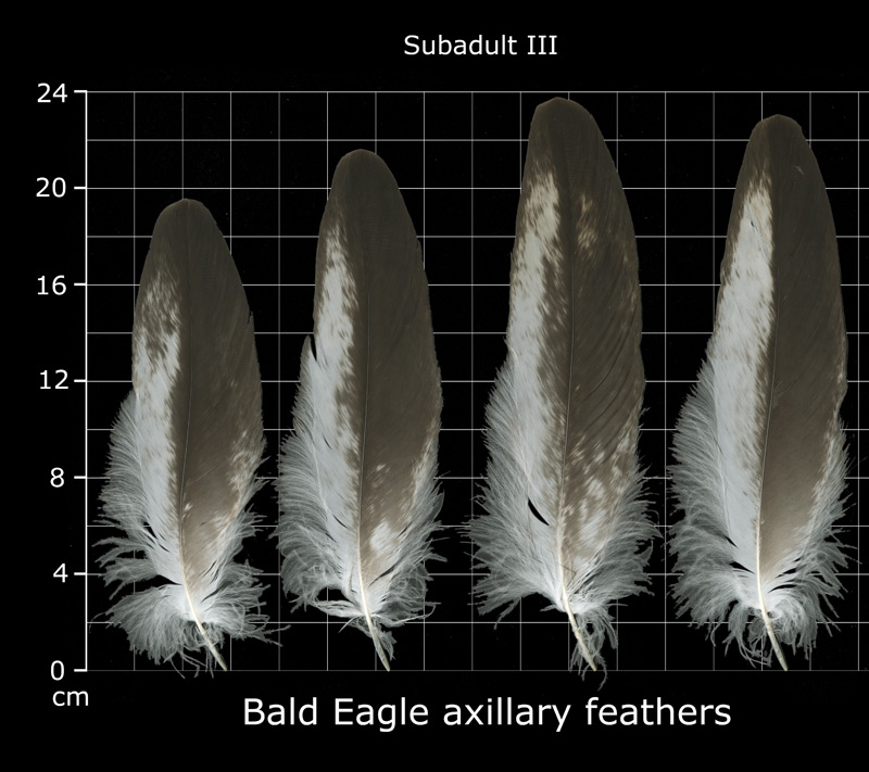 The Feather Atlas - Feather Identification and Scans - U.S. Fish and  Wildlife Service Forensics Laboratory