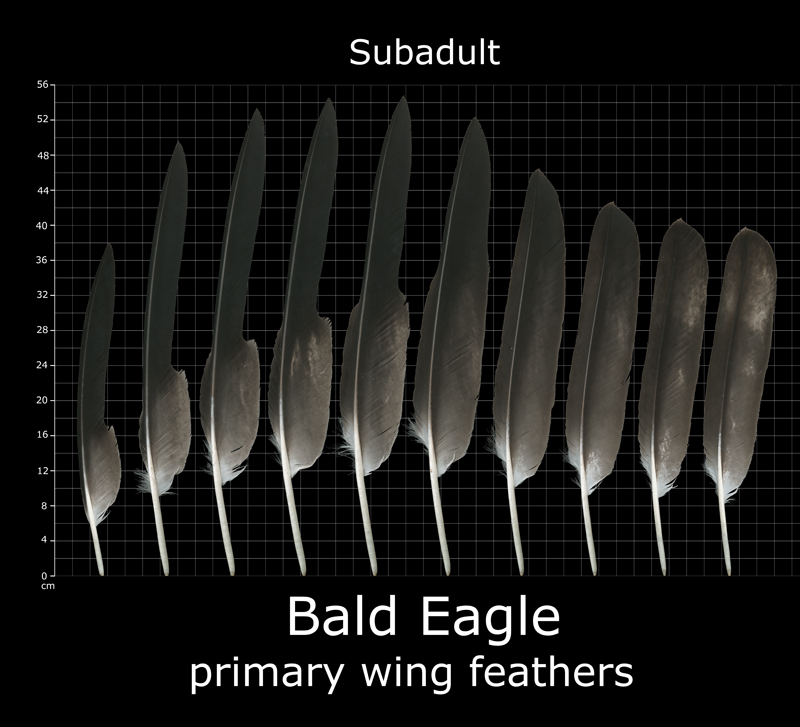 What Do Bald Eagle Feathers Look Like?  