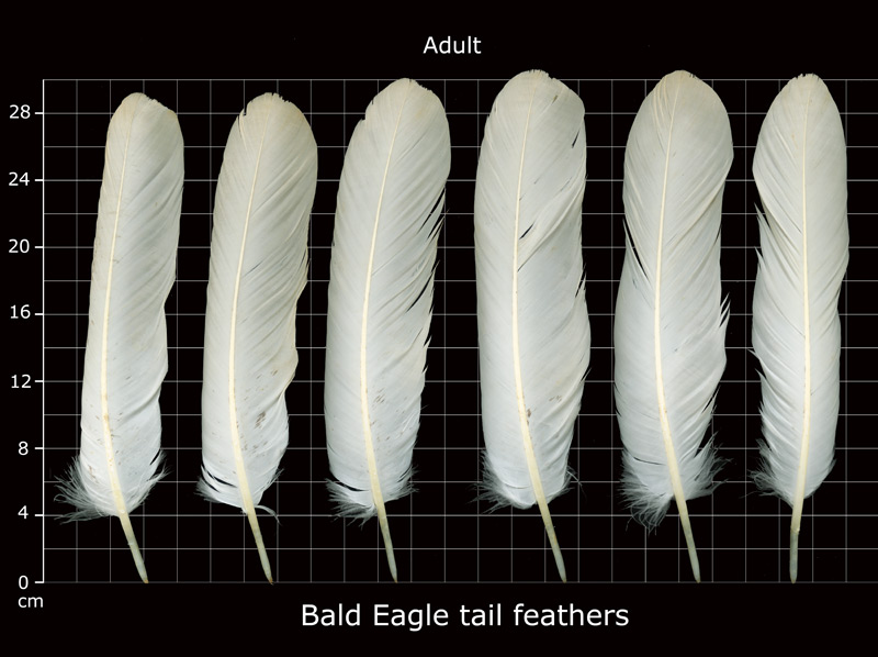 Eagle Tail Feather