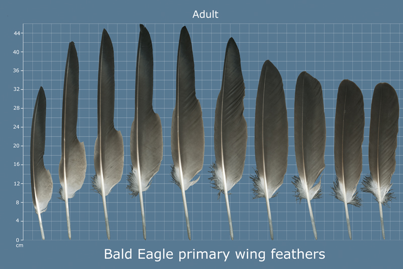 The Feather Atlas Feather Identification and Scans U.S. Fish and
