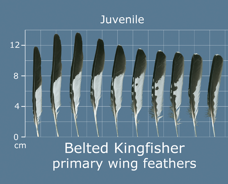 The Feather Atlas Feather Identification and Scans U.S. Fish and