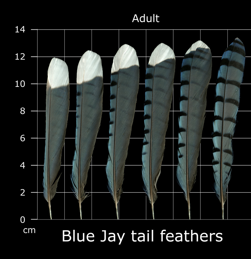 The Feather Atlas - Feather Identification and Scans - U.S. Fish and  Wildlife Service Forensics Laboratory