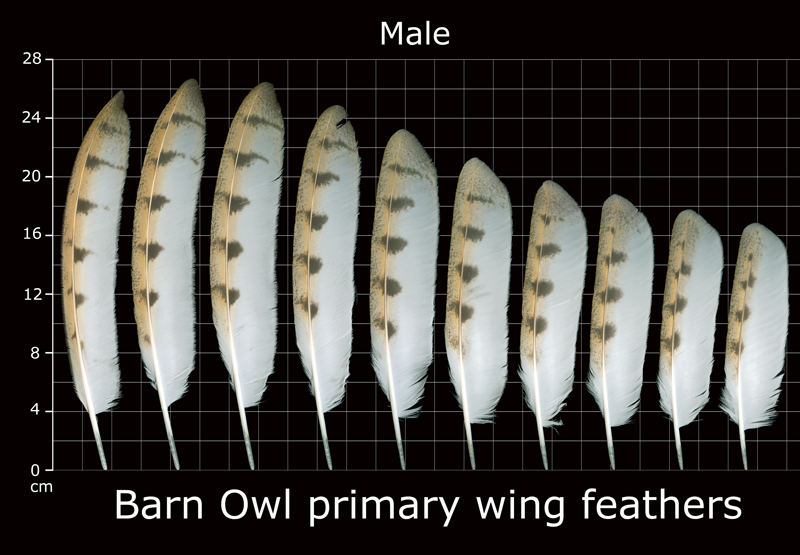 The Feather Atlas - Feather Identification and Scans - U.S. Fish and  Wildlife Service Forensics Laboratory