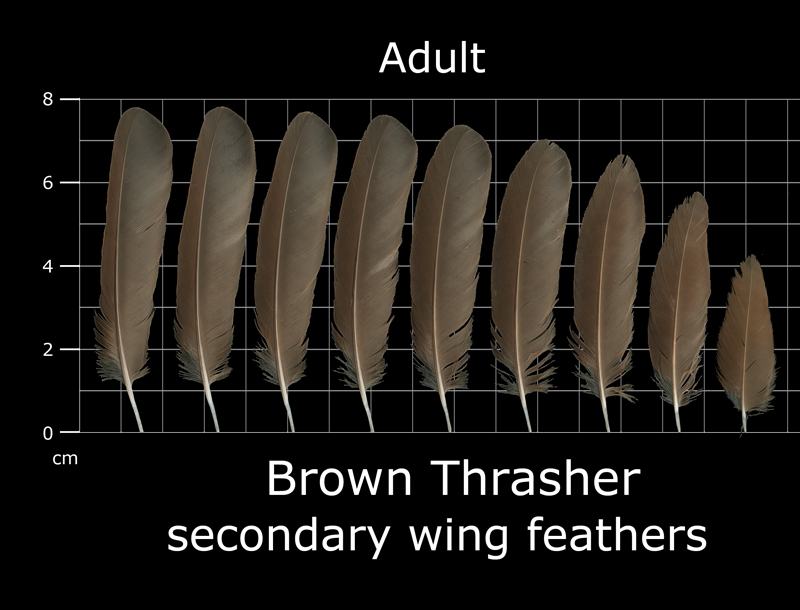 Feather Scan The Feather Atlas - Feather Identification and Scans - U.S. Fish and ...