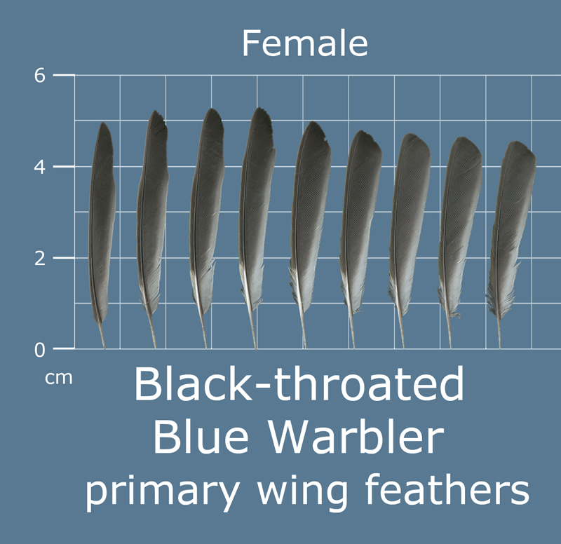 Feather Scan The Feather Atlas - Feather Identification and Scans - U.S. Fish and ...