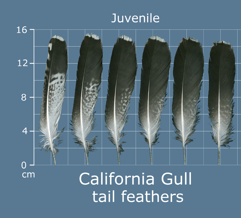 The Feather Atlas Feather Identification and Scans U.S. Fish and