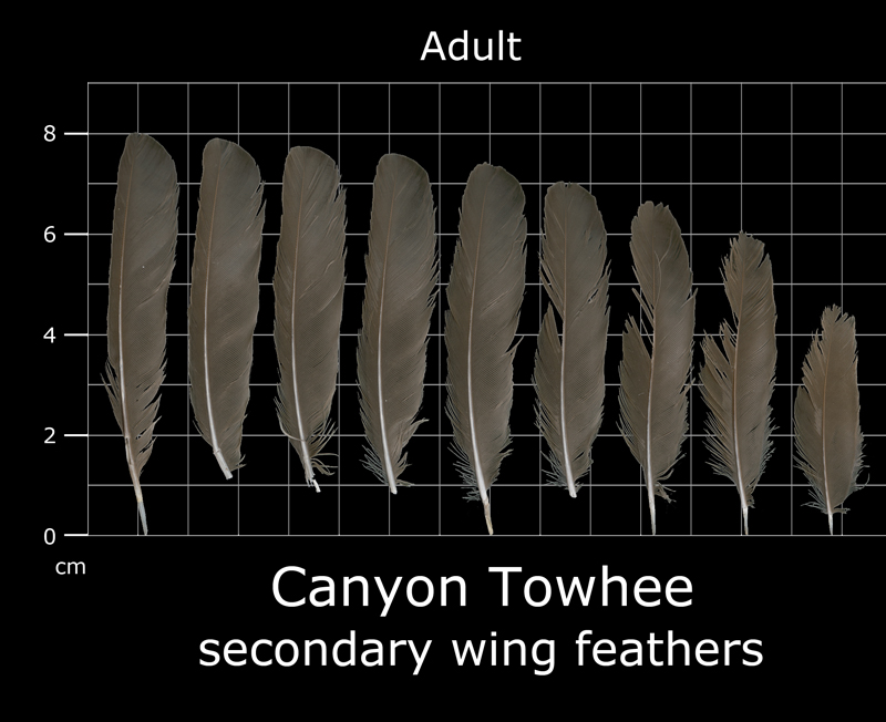 Feather Scan The Feather Atlas - Feather Identification and Scans - U.S. Fish and ...