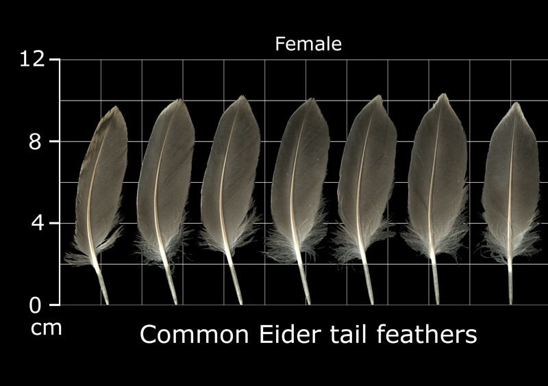 eider feathers