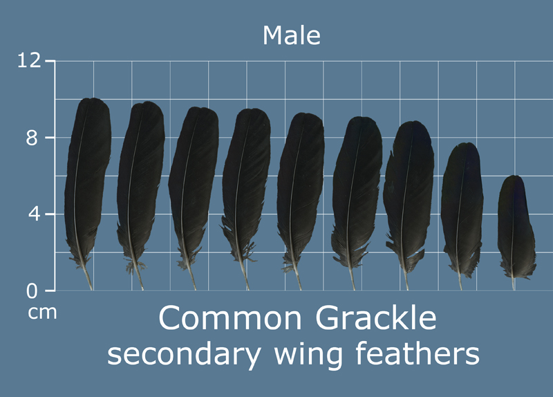 Feather Scan The Feather Atlas - Feather Identification and Scans - U.S. Fish and ...