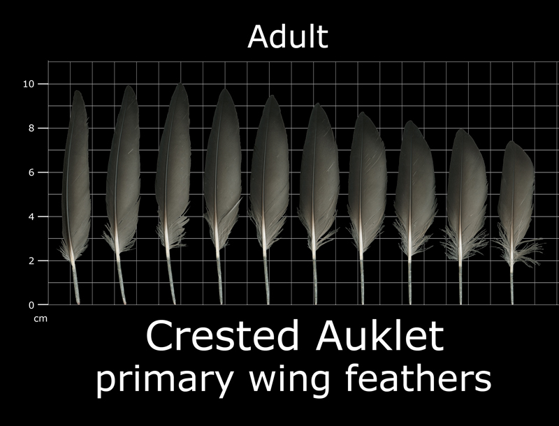 Feather Scan The Feather Atlas - Feather Identification and Scans - U.S. Fish and ...