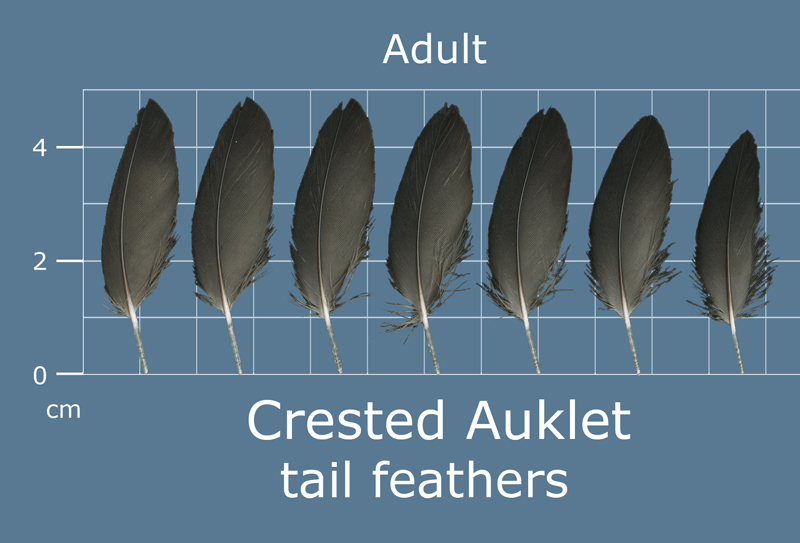 Feather Scan The Feather Atlas - Feather Identification and Scans - U.S. Fish and ...