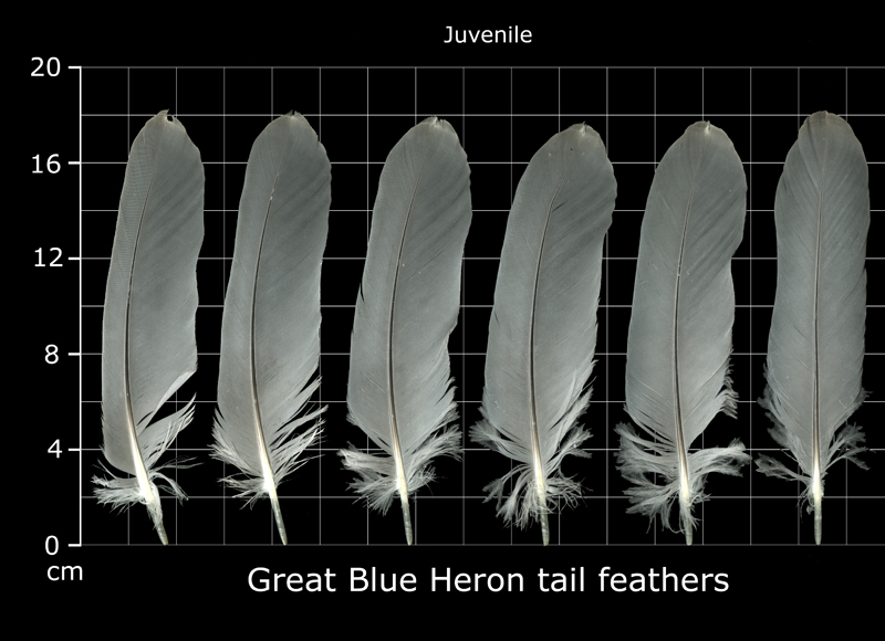 The Feather Atlas - Feather Identification and Scans - U.S. Fish and