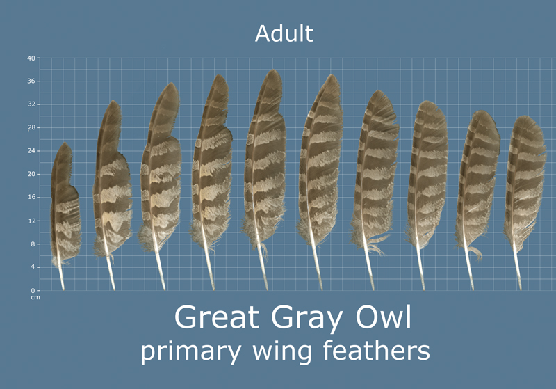 Great Horned Owl Feathers