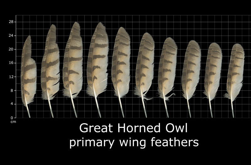 The Feather Atlas Feather Identification and Scans U.S. Fish and