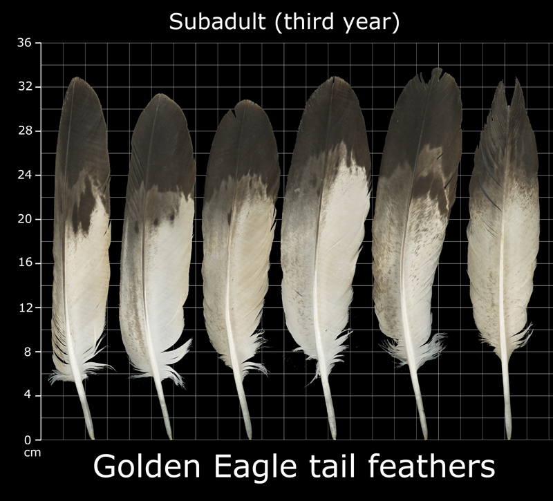 The Feather Atlas - Feather Identification and Scans - U.S. Fish and