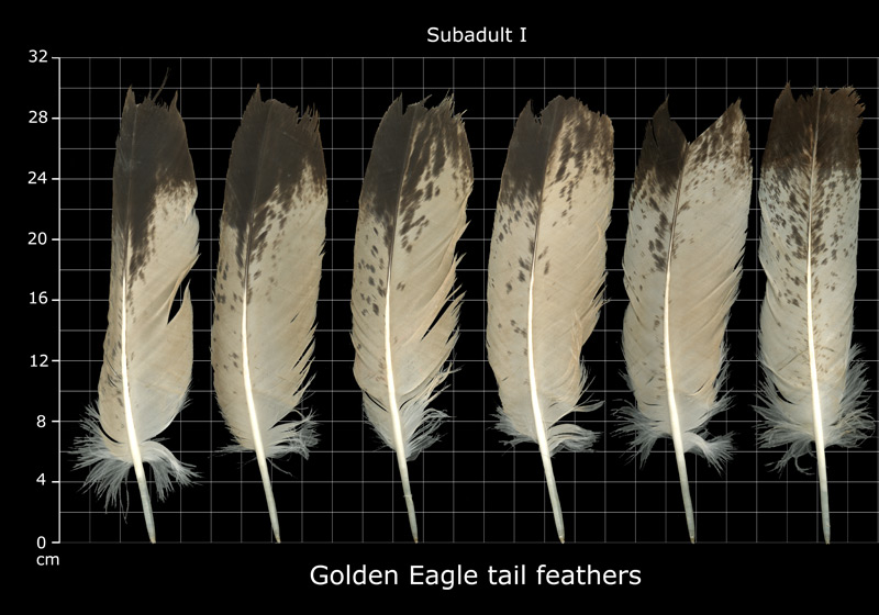 The Feather Atlas - Feather Identification and Scans - U.S. Fish and