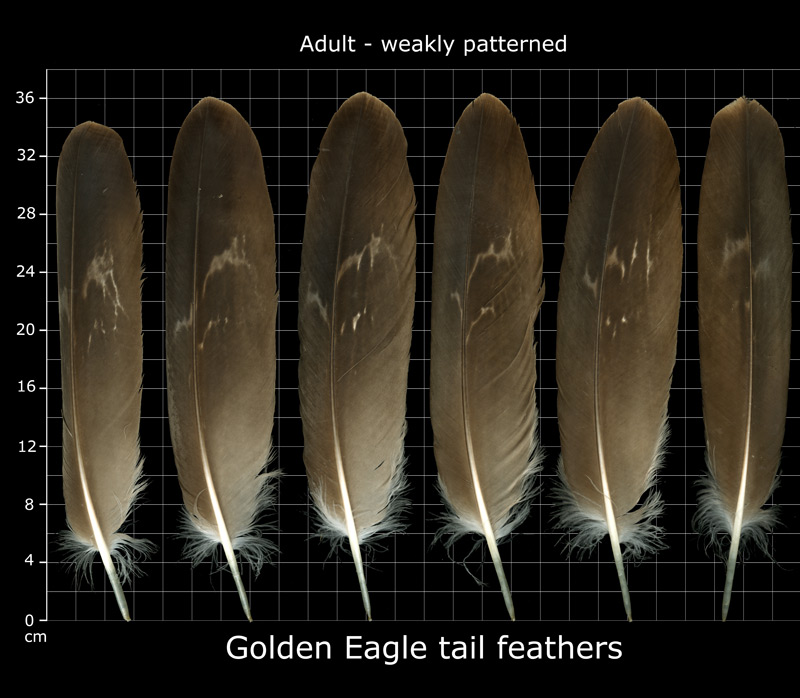 The Feather Atlas - Feather Identification and Scans - U.S. Fish and