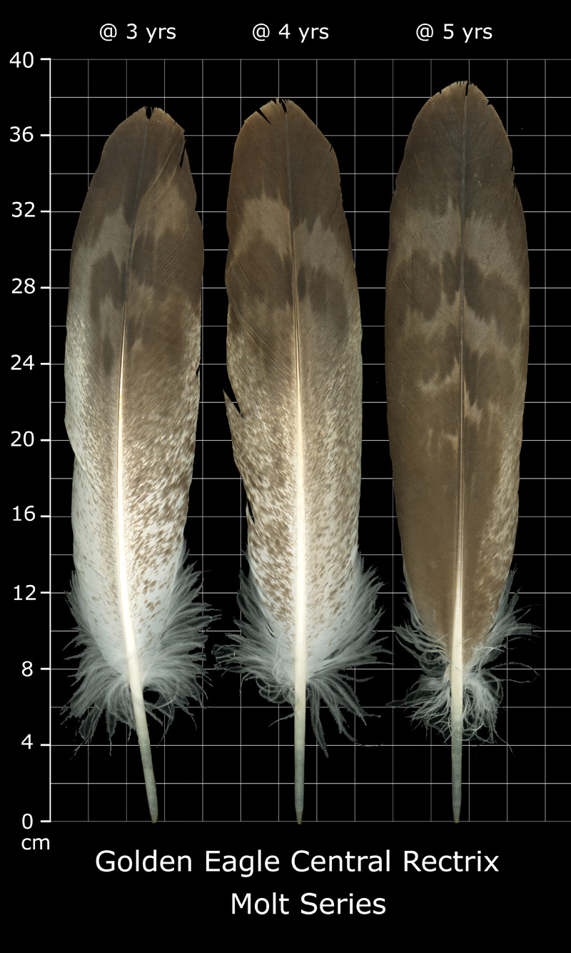 The Feather Atlas Feather Identification And Scans Us