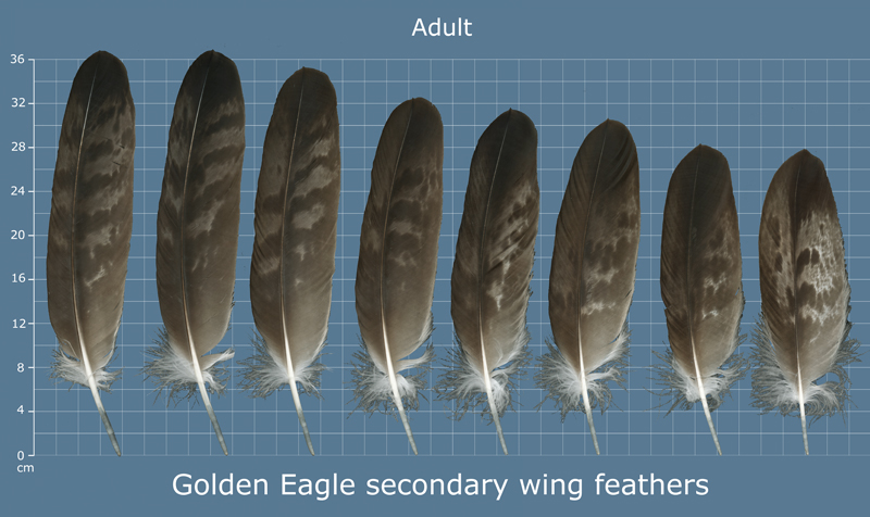 The Feather Atlas - Feather Identification and Scans - U.S. Fish and