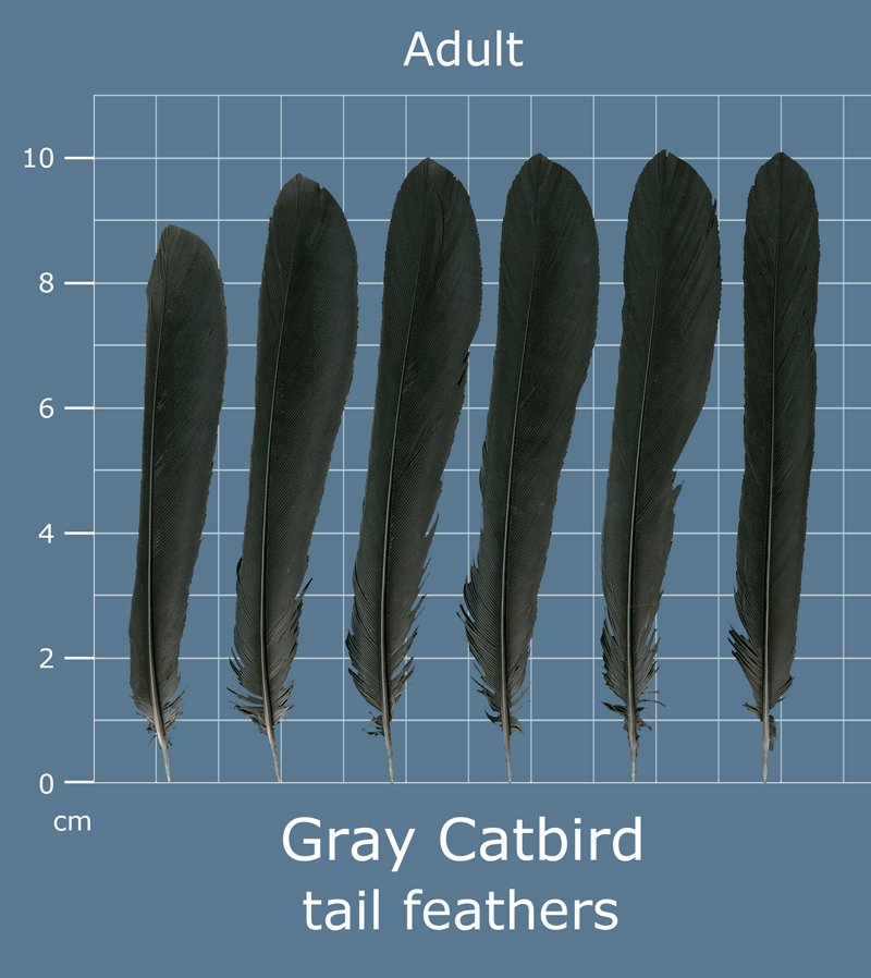 The Feather Atlas Feather Identification and Scans U.S. Fish and