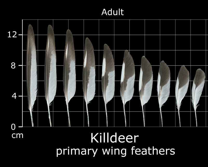 The Feather Atlas Feather Identification and Scans U.S. Fish and