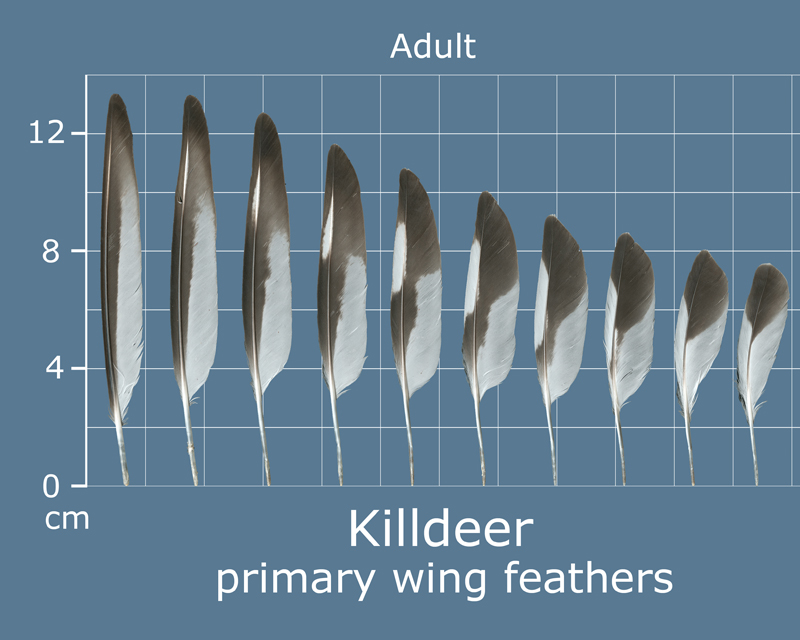 The Feather Atlas Feather Identification and Scans U.S. Fish and