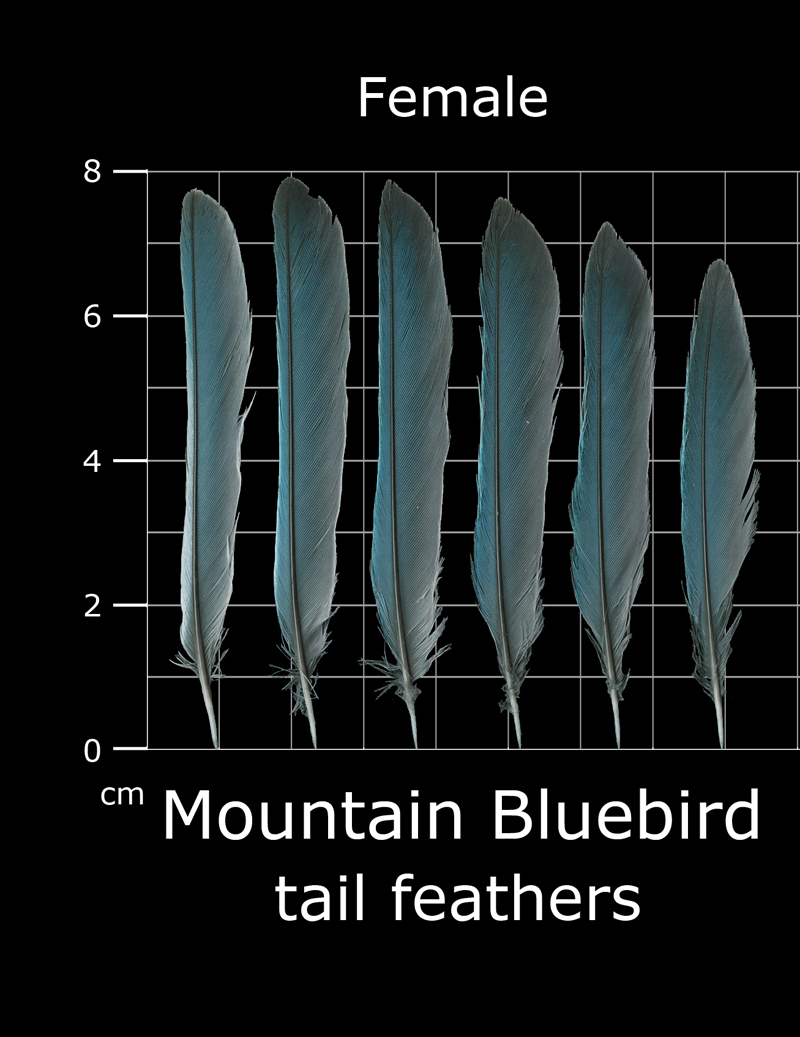 The Feather Atlas Feather Identification and Scans U.S. Fish and