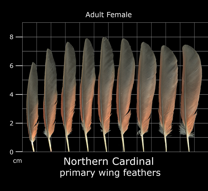 The Feather Atlas Feather Identification and Scans U.S. Fish and