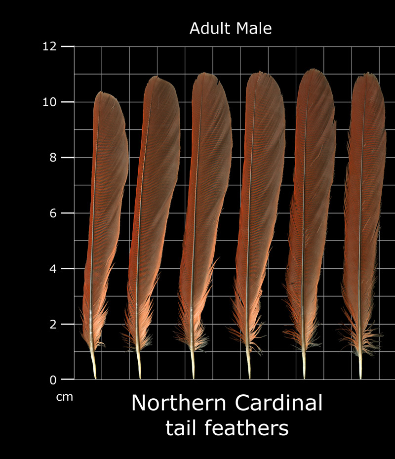 The Feather Atlas Feather Identification and Scans U.S. Fish and