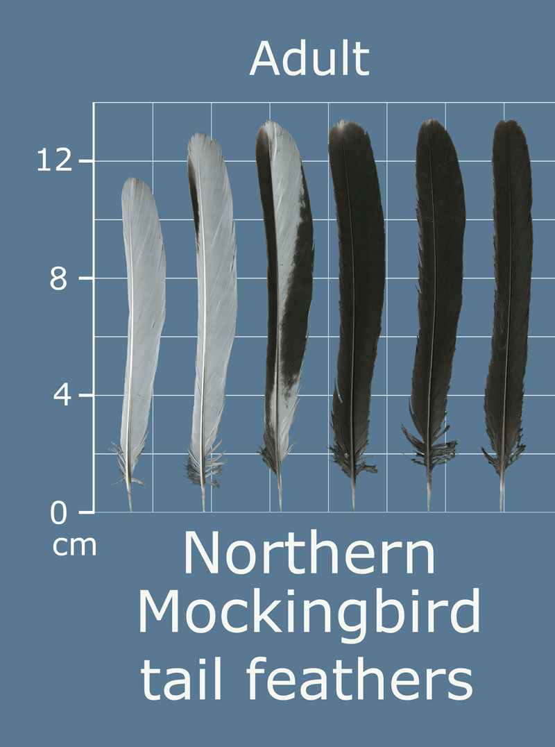 The Feather Atlas Feather Identification and Scans U.S. Fish and