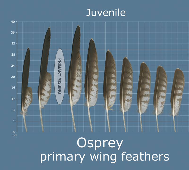 Feather Facts — Friends of LJSP