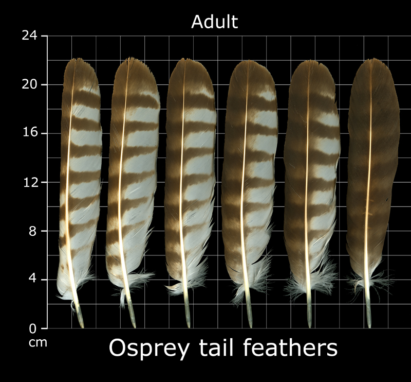 The Feather Atlas Feather Identification and Scans U.S. Fish and