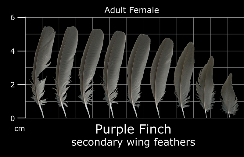 Feather Scan The Feather Atlas - Feather Identification and Scans - U.S. Fish and ...