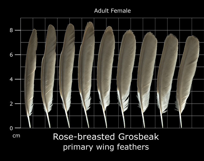 File:Close wing posture Basking of Oriens gola (Moore, 1877