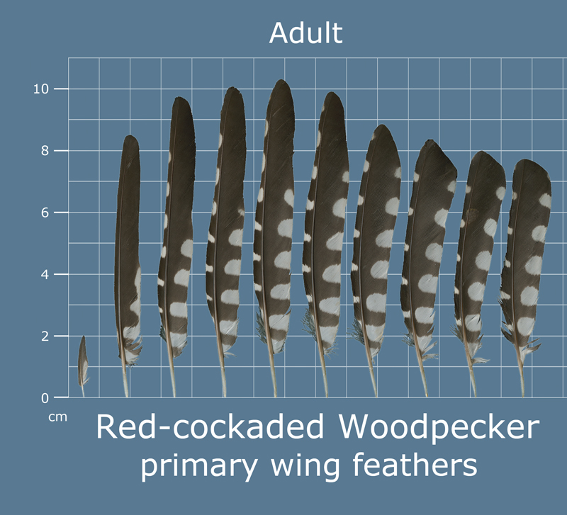 The Feather Atlas Feather Identification and Scans U.S. Fish and