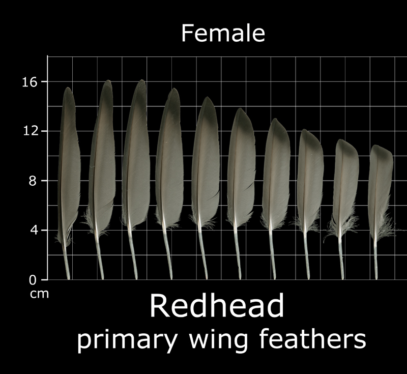 Feather Scan The Feather Atlas - Feather Identification and Scans - U.S. Fish and ...