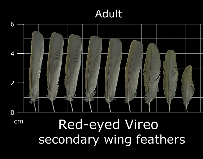 The Feather Atlas Feather Identification and Scans U.S. Fish and