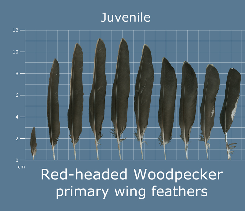 The Feather Atlas Feather Identification and Scans U.S. Fish and