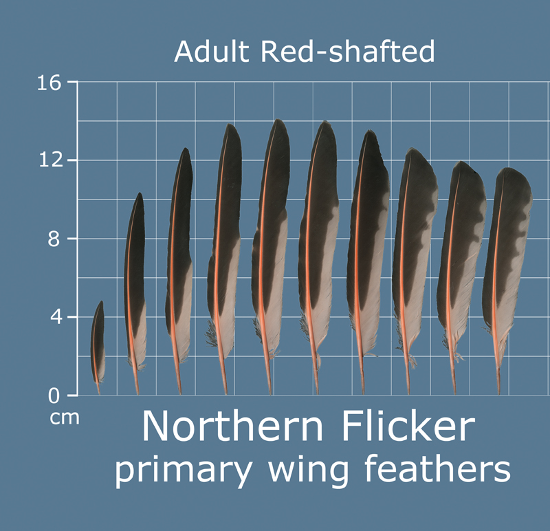 The Feather Atlas Feather Identification and Scans U.S. Fish and
